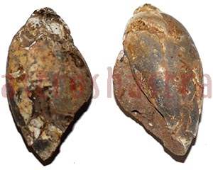 heera shankh